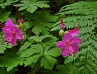 Kakost oddenkatý (Geranium macrorrhizum)
