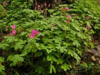 Kakost oddenkatý (Geranium macrorrhizum)