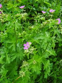 Kakost oddenkatý (Geranium macrorrhizum)