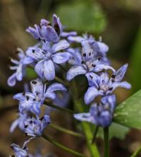 Ladoňka karpatská (Scilla kladnii)