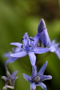 Ladoňka karpatská (Scilla kladnii)