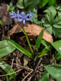 Ladoňka karpatská (Scilla kladnii)