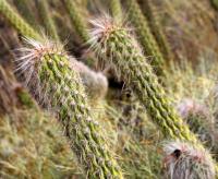 Oreocereus (Oreocereus doelzianus)