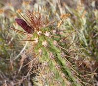 Oreocereus (Oreocereus doelzianus)