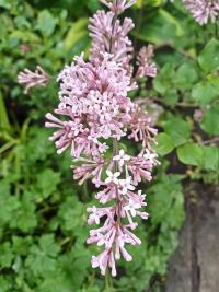 Šeřík Meyerův (Syringa Meyeri)