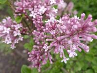 Šeřík Meyerův (Syringa Meyeri)