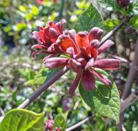 Sazaník květnatý (Calycanthus floridus)