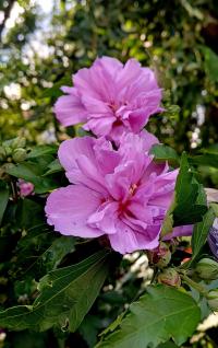 Ibišek syrský 'Lavender Chiffon' (Hibiscus syriacus)