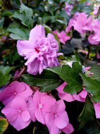 Ibišek syrský 'Lavender Chiffon' (Hibiscus syriacus)