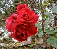 Růže 'Santana' - Pnoucí růže