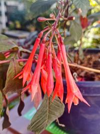 Fuchsie 'Gartenmeister Bonstedt' (Fuchsia triphylla)