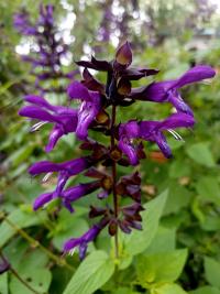 Šalvěj Salgoon 'Lake Blueberry'