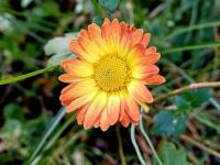 Listopadka indická 'Dernier Soleil'
