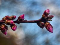 Mandloň obecná (Prunus dulcis)