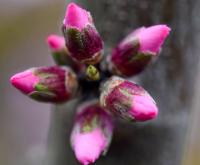 Mandloň obecná (Prunus dulcis)