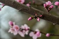 Mandloň obecná (Prunus dulcis)