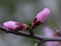 Mandloň obecná (Prunus dulcis)