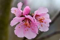 Mandloň obecná (Prunus dulcis)