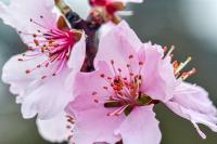Mandloň obecná (Prunus dulcis)