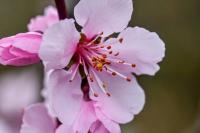 Mandloň obecná (Prunus dulcis)