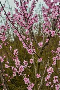 Mandloň obecná (Prunus dulcis)