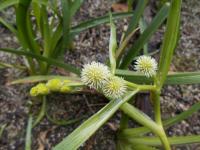 Zevar vzpřímený (Sparganium erectum) Zevar vzpřímený (Sparganium erectum)