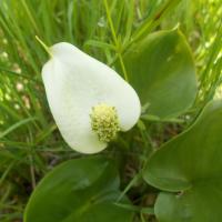 Ďáblík bahenní (Calla palustris)