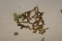 Trhutka plovoucí (Riccia fluitans)
