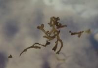 Trhutka plovoucí (Riccia fluitans)