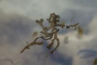 Trhutka plovoucí (Riccia fluitans)