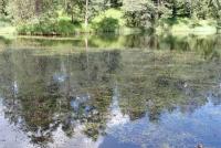 Rdest světlý (Potamogeton lucens)