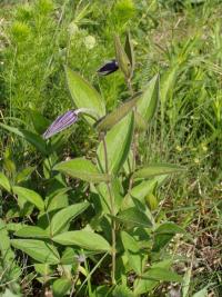 Plamének celolistý (Clematis integrifolia)