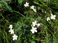 Pryskyřník platanolistý (Ranunculus platanifolius) Pryskyřník platanolistý (Ranunculus platanifolius)