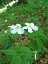 Pryskyřník platanolistý (Ranunculus platanifolius) Pryskyřník platanolistý (Ranunculus platanifolius)