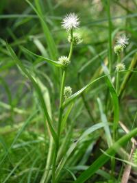 Zevar nejmenší (Sparganium natans)