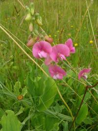 Hrachor širolistý (Lathyrus latifolius)