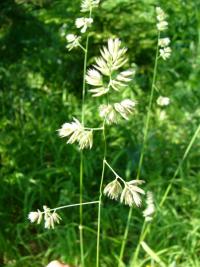 Srha laločnatá slovenská (Dactylis glomerata subsp slovenica)