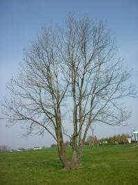 Jasan ztepilý (Fraxinus excelsior) Jasan ztepilý (Fraxinus excelsior)