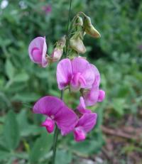 Hrachor širolistý (Lathyrus latifolius)