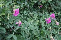 Hrachor širolistý (Lathyrus latifolius)