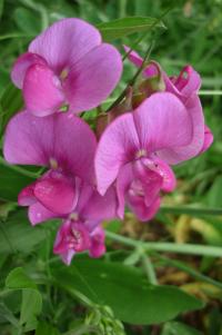 Hrachor širolistý (Lathyrus latifolius)