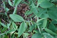 Hrachor širolistý (Lathyrus latifolius)