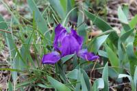 Kosatec bezlistý (Iris aphylla)