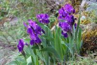 Kosatec bezlistý (Iris aphylla)