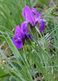 Kosatec bezlistý (Iris aphylla)