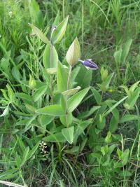 Plamének celolistý (Clematis integrifolia)