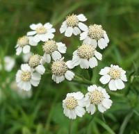 Řebříček bertrám (Achillea ptarmica)