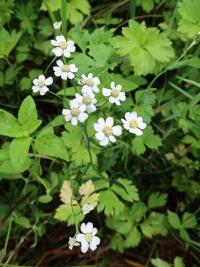 Řebříček bertrám (Achillea ptarmica)