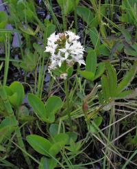 Vachta trojlistá (Menyanthes trifoliata)
