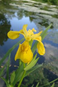 Kosatec žlutý (Iris pseudacorus)